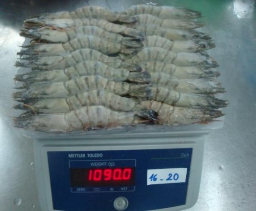 Frozen tiger shrimp